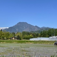 安曇野コシヒカリ売り切れました。