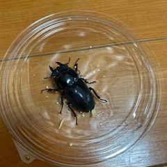 ダイオウヒラタクワガタ　メス　クワガタ　ヒラタクワガタ