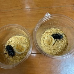 ギラファノコギリクワガタ　メス2匹　ノコギリクワガタ