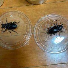 ギラファノコギリクワガタ　メス2匹　ノコギリクワガタの画像