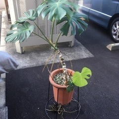 モンステラの画像