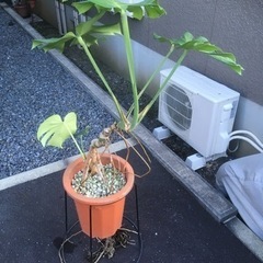 モンステラの画像