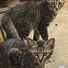 保護猫ちゃんです。