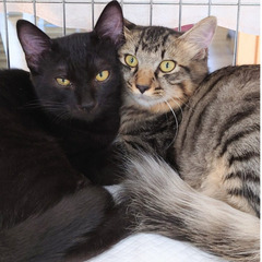 黒子猫　かい君♂　４兄弟同時募集　11/5石巻の里親探し会に参加...