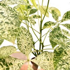 希少種【観葉植物】斑入りパキラ・ミルキーウェイ（8号鉢つき）
