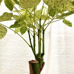 希少種【観葉植物】斑入りパキラ・ミルキーウェイ（8号鉢つき）