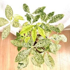 希少種【観葉植物】斑入りパキラ・ミルキーウェイ（8号鉢つき）