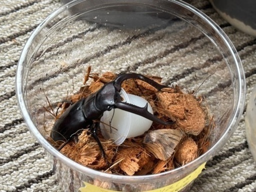 マンディブラリスフタマタクワガタ