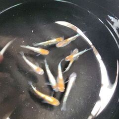 メダカ【三色体外光】取引者決定の画像