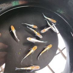 メダカ【三色体外光】取引者決定の画像