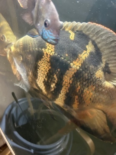 熱帯魚 ワイルドオスカー クラッシピンニス レッドタイガー