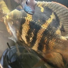 熱帯魚 ワイルドオスカー クラッシピンニス レッドタイガーの画像