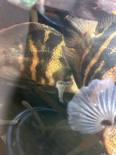 熱帯魚 ワイルドオスカー クラッシピンニス レッドタイガー