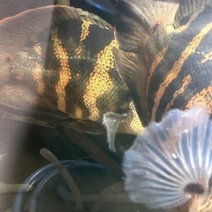 熱帯魚 ワイルドオスカー クラッシピンニス レッドタイガーの画像