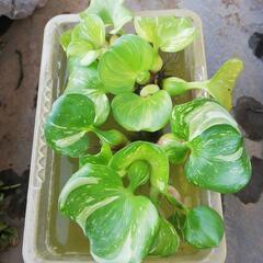 水草