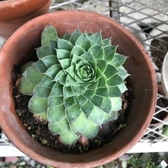 多肉植物（センペルビウム）差し上げます