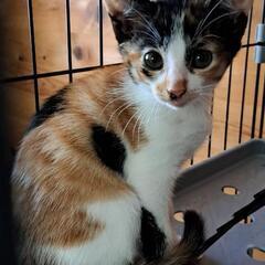 ミケ子猫。２ヶ月メス