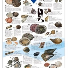 マルハニチロお魚ポスター(B1サイズ)未使用新品3枚セット🦐🦀🐚の画像