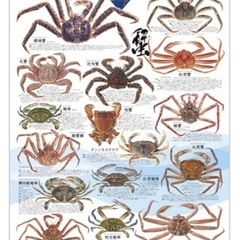 マルハニチロお魚ポスター(B1サイズ)未使用新品3枚セット🦐🦀🐚の画像