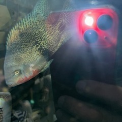 熱帯魚 ワイルドオスカー クラッシピンニス レッドタイガーの画像