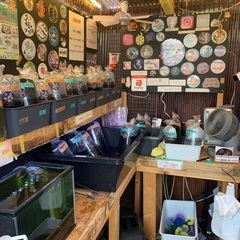 【五桜メダカ】9月21日　横須賀めだか無人販売