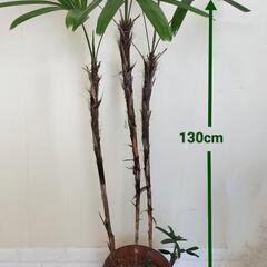 【Thankyou】観音竹🌿カンノンチク観葉植物