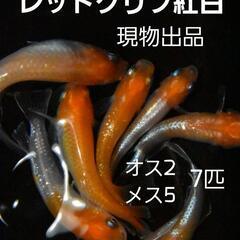 紅白めだかの中古が安い！激安で譲ります・無料であげます｜ジモティー