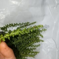 紫蘇の実の画像