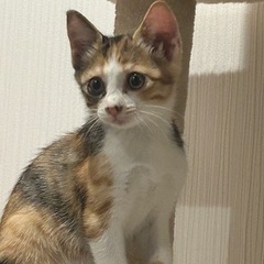 生後2、3か月のやんちゃな三毛猫です