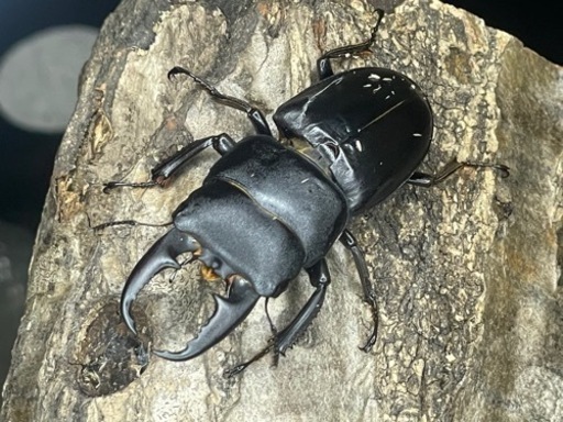 相模川河川敷産ヒラタクワガタ　♂51ペア