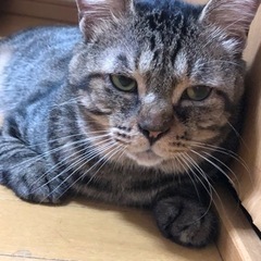 ぶちゃかわくん🐱ハンデーあるけどめちゃめちゃ元気！