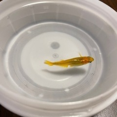 MIXメダカの赤ちゃんの画像