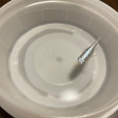 MIXメダカの赤ちゃんの画像