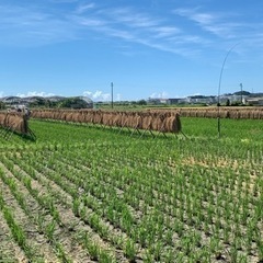 《5》稲藁（稲わら）12束の画像