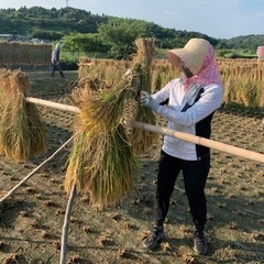《5》稲藁（稲わら）12束の画像