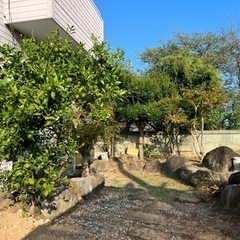 庭木