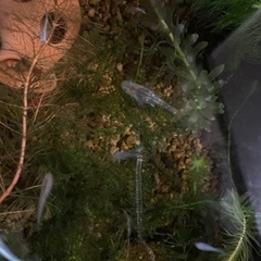 MIXメダカの赤ちゃんの画像