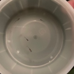 MIXメダカの赤ちゃんの画像