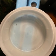 MIXメダカの赤ちゃんの画像