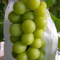 空き田畑　家庭菜園用から本格的にぶどうを🍇