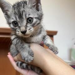 ハッピーニャンライフを待ってますミシェルちゃん（サバトラ）長崎県