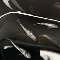 メダカ販売　半額セール！　(セット数が少ないので早い者勝ちなのと...