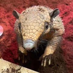 ムツオビアルマジロ　ペア　USA便 - 町田市
