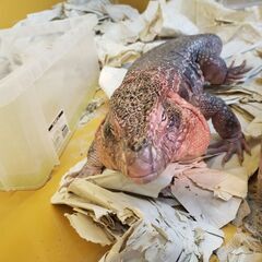レッドテグー　XL　大きめ　生体交換可 - 町田市