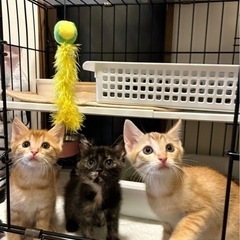 1ヶ月半茶トラ、サビ猫の3兄妹