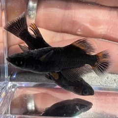 今シーズン残りわずかの個体達多いです!!天目メダカイベント開催中🐟