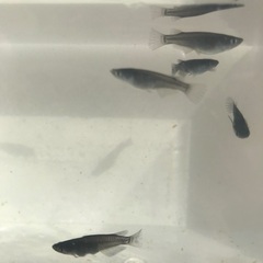 ミッドナイトフリル　メダカ　若魚1匹　200円