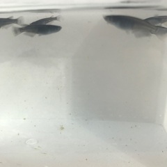 ミッドナイトフリル　メダカ　若魚1匹　200円の画像