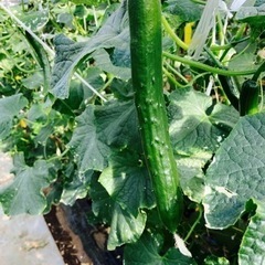 55朝収穫したきゅうりです。苗が新しく上変えたものになります。もしよかったらよろしくお願いします。値段オープン価格です。量も相談で決めましょう。の画像