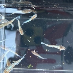 レッドクリフダーク　8匹3000円　メダカ　めだかの画像